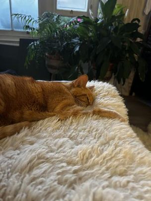 Lovely bright double room available - Photo 1