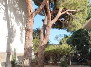 Μονοκατοικία για ενοικίαση - Νέα Μάκρη, - Photo 5
