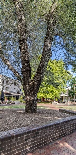 Boutique living in the heart of Kingston - Photo 1