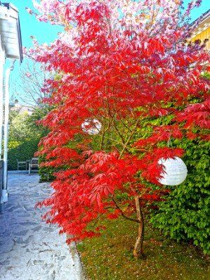 Jaktgatan, Göteborg - Photo 5