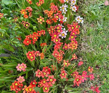 Camberwell - Photo 4