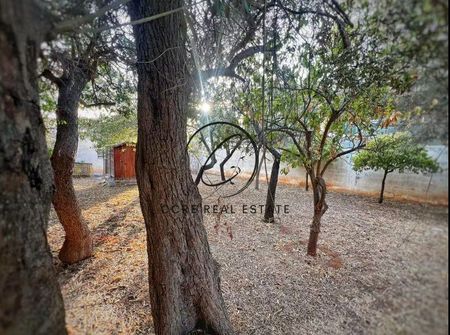 Μονοκατοικία για ενοικίαση Κέντρο Σαρωνίδας - παραλία (Σαρωνίδα) - Φωτογραφία 5