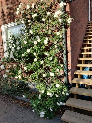 Grågåsgatan, Göteborg - Photo 4