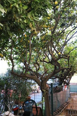 Via dei Glicini, Rome, Lazio 00172 - Photo 4