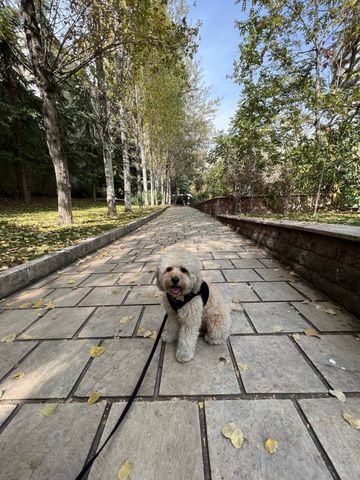 Hornsby Heights - Photo 5