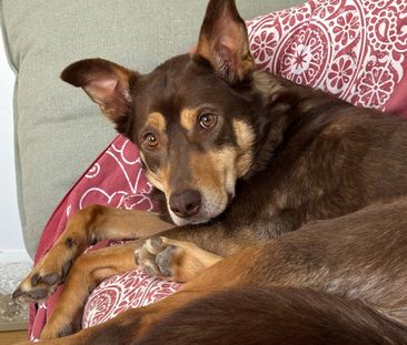 Altona North - Photo 6