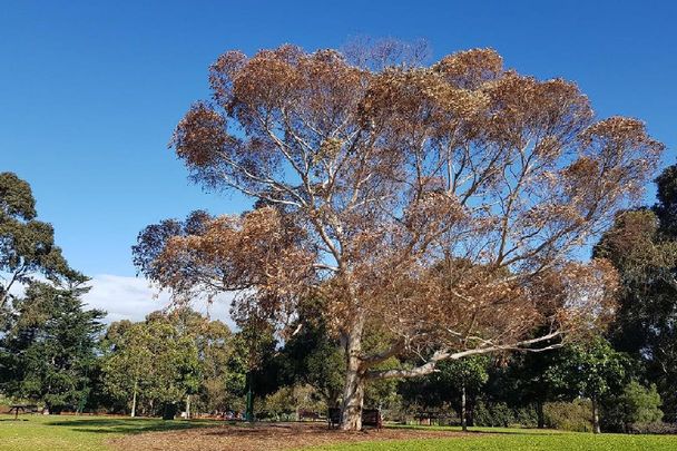 49 Wright Street, McKinnon VIC 3204 - House For Rent | Domain - Photo 1