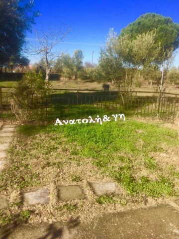 Μονοκατοικία για ενοικίαση Νέα Ραιδεστός (Θέρμη) - Photo 5