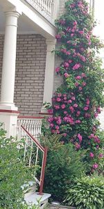 LÉVIS. RARE SUR LE MARCHÉ. 7 1/2 (3 ch.). 1er juillet ; possibilité 1er août. Chauffé, éclairé, climatisé, déneigé (la totale, sauf Internet) - Photo 4