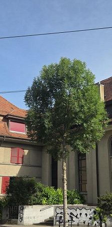 Charmante 3.5-Zimmerwohnung an zentraler Lage in Bern-Bümpliz - Photo 1