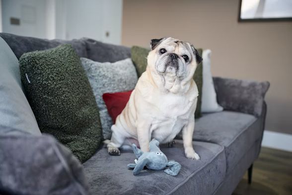 2 bedroom apartment - Photo 1