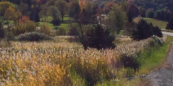 4 1/2 Bromont - Photo 3