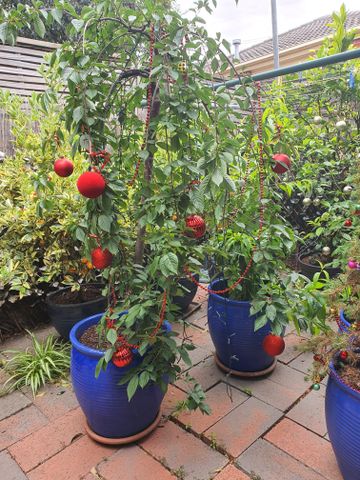 Taylors Lakes - Photo 5