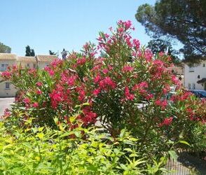 Location Appartement 1 pièces 33 m2 à Montpellier - Photo 6