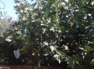 Μονοκατοικία για ενοικίαση - Μαρκόπουλο, - Photo 4