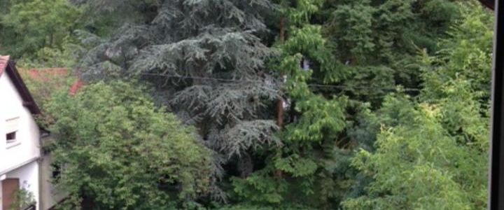 Idyllische 3-Zimmer-Whg. zu vermieten - Foto 1