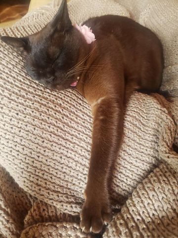 Shorncliffe - Photo 3