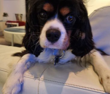 Darlinghurst - Photo 5