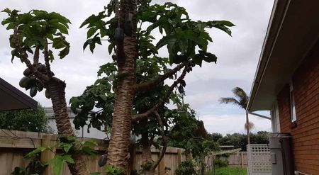 1 BDR-A Charming Coastal Retreat on Kiwi Esplanade - Photo 2