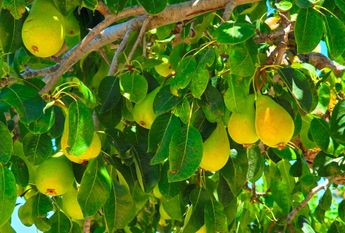 WIDE ESTATE FOR RENT IN TEULADA FOR LONG TERM