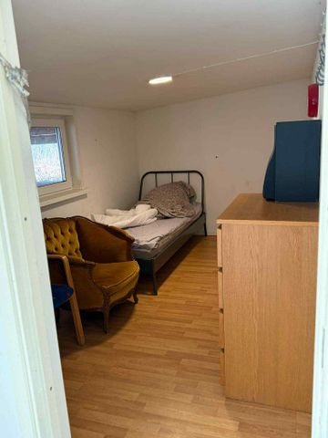 Skärlöta vibo, Norrköping - Foto 3