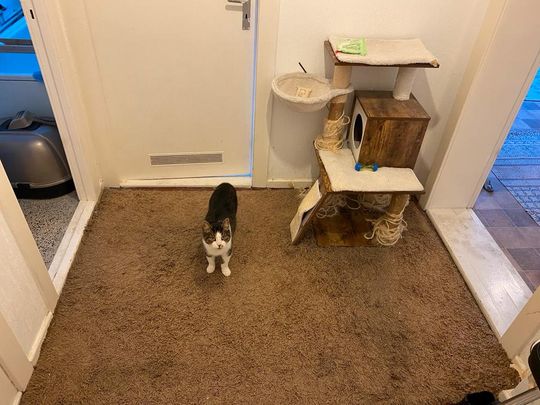 Helle 40m2 Altbauwohnung Zwischenmiete 15.01 - 15.03.2026 - Photo 1