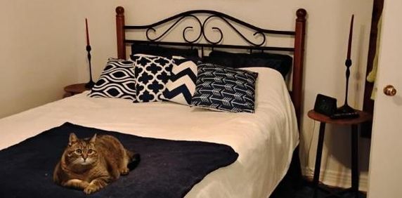 4 1/2 - Montréal (Montréal-Nord) - 1 520 $/mois - Photo 2