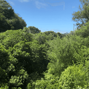 Gorgeous, Sunny Three Bedroom House - Photo 2