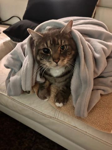 Caulfield South - Photo 3