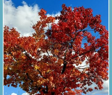 Warszawa, Bielany, Chomiczówka, Rodziny Połanieckich - Фото 3