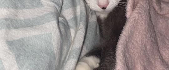 DRINGEND 3 Zimmer Wohnung gesucht Münster - Foto 1