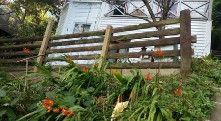 Bush-surrounded 2 bed flat in Aro Valley - Photo 4