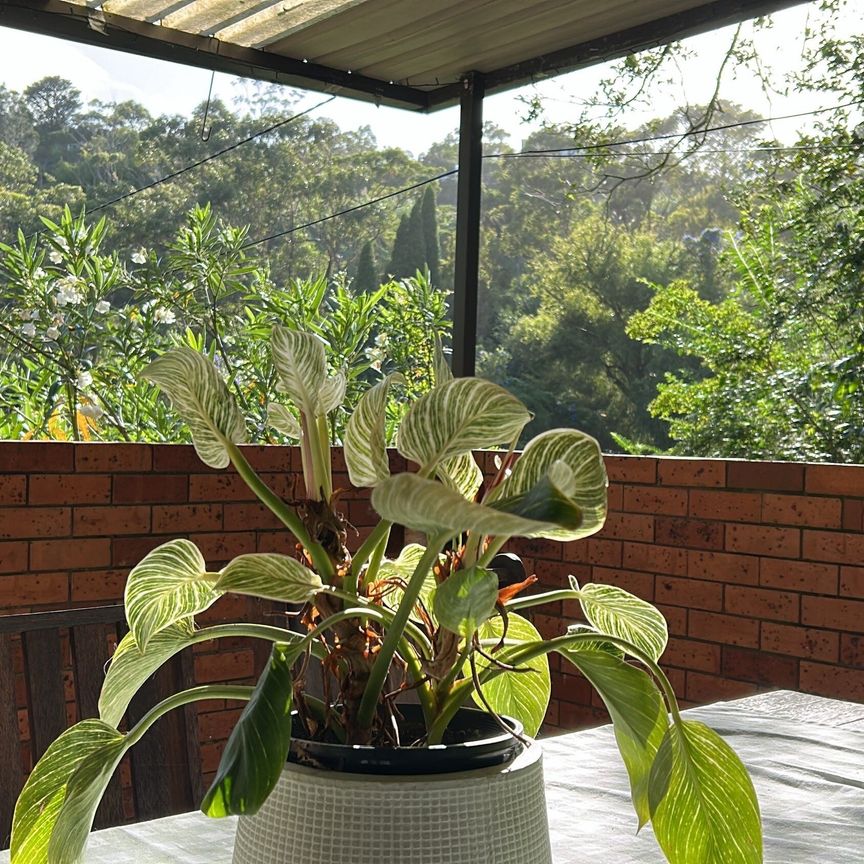 Oxford Falls - Photo 1