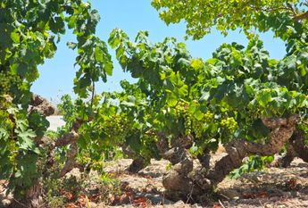 WIDE ESTATE FOR RENT IN TEULADA FOR LONG TERM