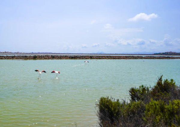 San Pedro Del Pinatar