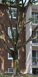 Appartements à louer à Québec - Photo 1