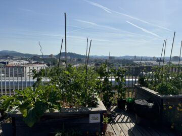 Summer in the city - Photo 5