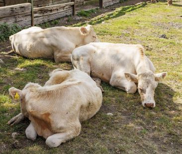 2 bedroom detached bungalow to rent - Photo 2