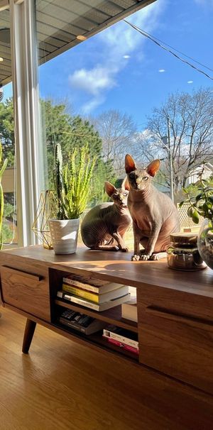 3 ½ à Louer, Animaux Acceptés! - Photo 1