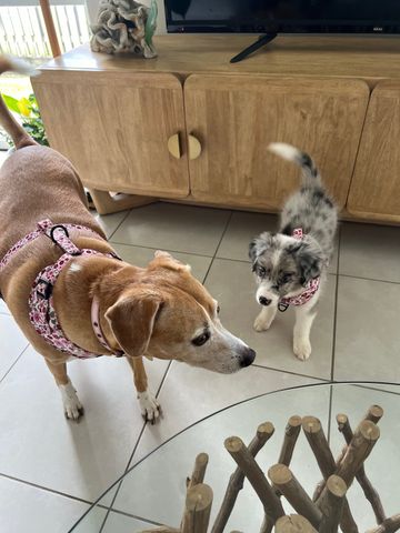 Upper Coomera - Photo 2