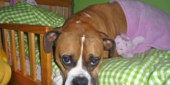 3 ½ à Louer, Animaux Acceptés! - Photo 3