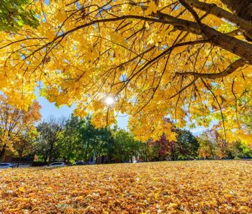 Maison à étages à louer - Montréal (Rosemont/La Petite-Patrie) (Sho... - Photo 6