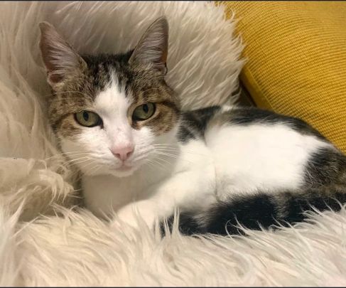 Herne Hill - Photo 1