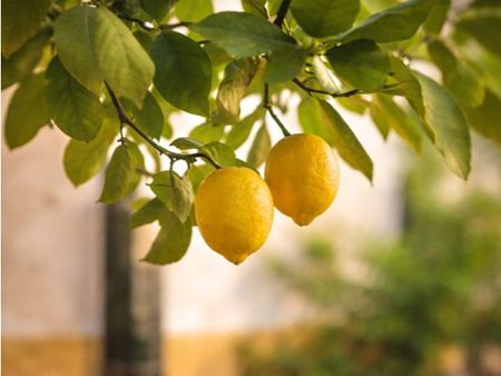 4 room luxury Flat for rent in Palma de Mallorca, Balearic Islands - Photo 5