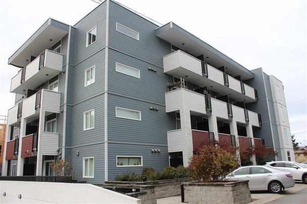 Bachelor Suite For Rent In Surrey/ Pets Allowed. - Photo 1