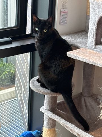 Wentworth Point - Photo 5