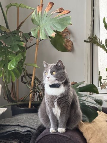 Norströmsgatan, Göteborg - Foto 2