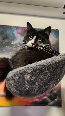 Craigieburn - Photo 5