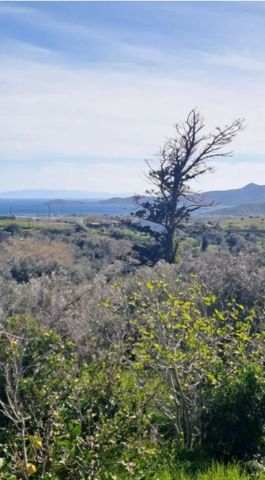 Μονοκατοικία για ενοικίαση Καλύβια (Κάρυστος) - Photo 4