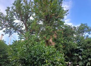 Μονοκατοικία για ενοικίαση - Κορωπί, - Photo 3